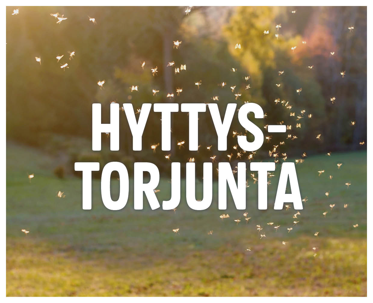 Hyttystorjunta