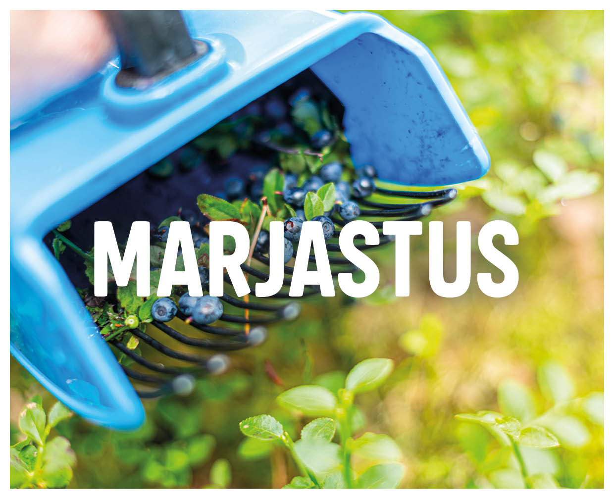 Marjastus